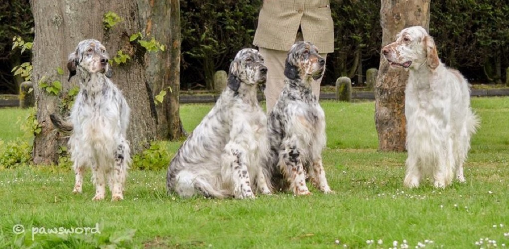 Top english shop setter breeders